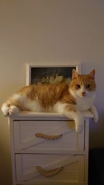 Portrait of cat sitting at home