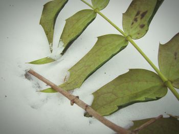 High angle view of plant