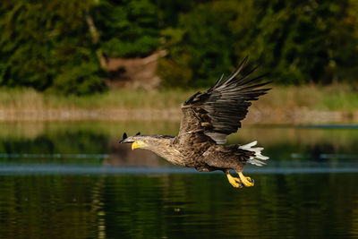 Bird flying over lake