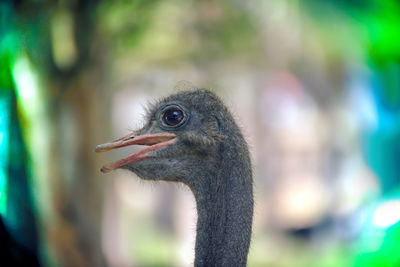 Close-up of a bird