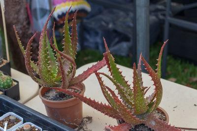 Close-up of succulent plant in pot