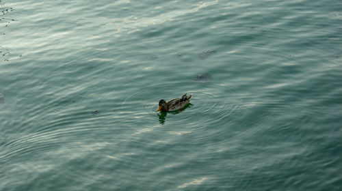 High angle view of duck swimming in sea