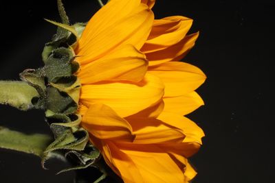 Close-up of orange flower against black background