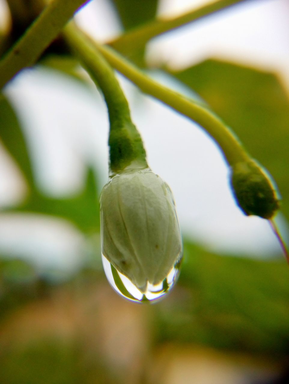 CLOSE-UP OF WATER DROP ON PLANT