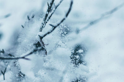 Close-up of frozen tree during winter