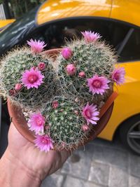 Close-up of hand holding pink flower