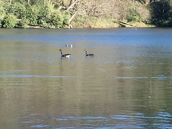 Birds swimming in lake