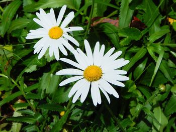 Close-up of white daisy flower