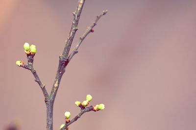 Close-up of flowering plant