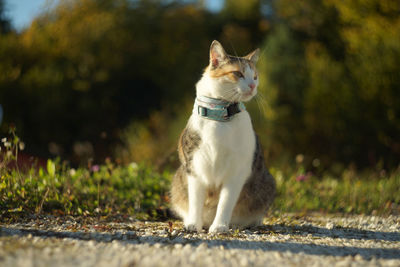 Tricoloured cat  with harness sitting on gravel in evening sunlight. vintage look with swirly bokeh.