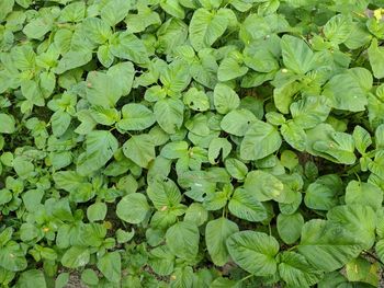 Full frame shot of green leaves