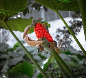 Close-up of red flower growing on tree