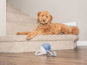 Portrait of dog sitting on sofa at home