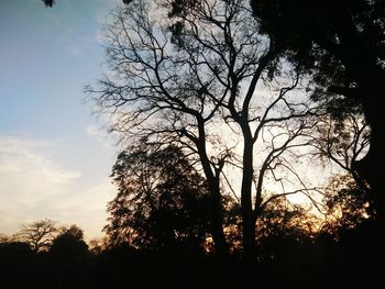 Low angle view of silhouette trees against sky