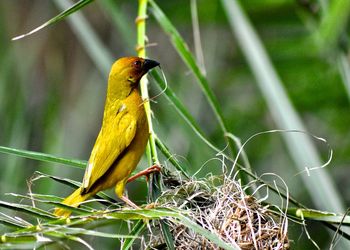 Close-up of bird perching on plant