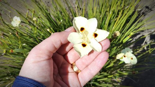 Close-up of hand holding flower