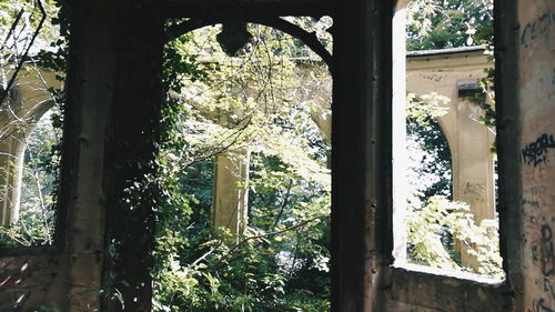 Close-up of trees seen through window