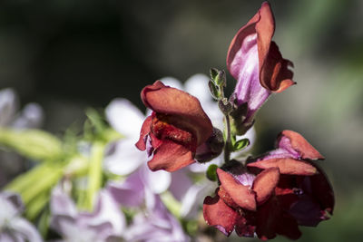 Close-up of rose blooming outdoors