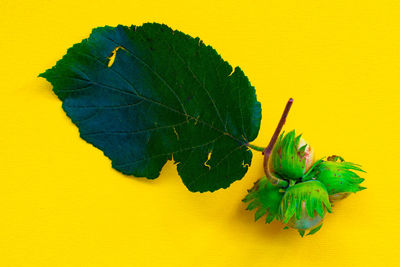 Close-up of yellow leaf on table