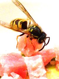 Close-up of bee pollinating on flower