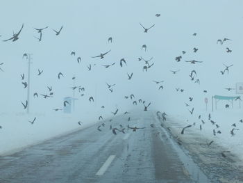 Flock of birds flying against sky