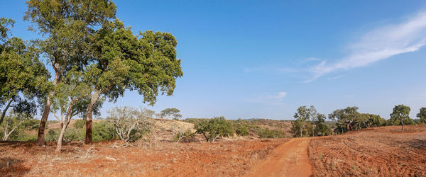 Trees on field against sky