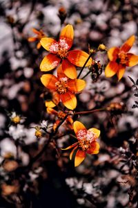 Close-up of orange flowering plant