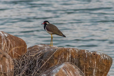 Bird perching on rock by sea