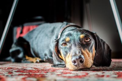 Close-up portrait of dog