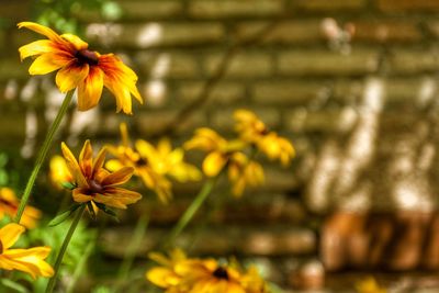 Close-up of yellow flowering plant