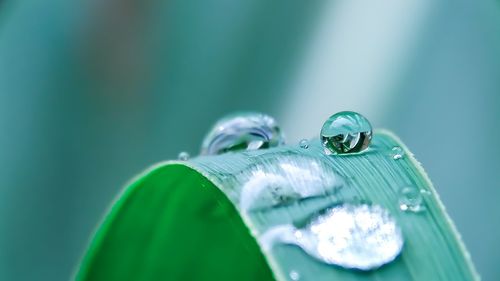 Close-up of water drops on leaf