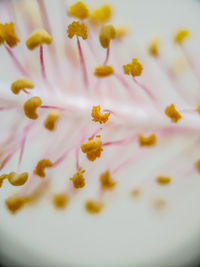 Full frame shot of yellow flowers