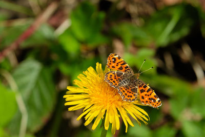 Close-up of butterfly pollinating on yellow flower