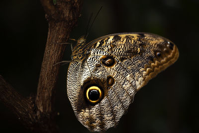 A blue morpho butterfly perched on a branch.