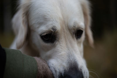 Close-up portrait of dog sticking out tongue