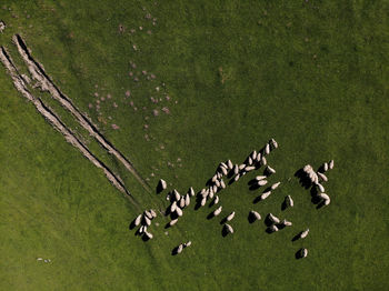High angle view of birds flying over field