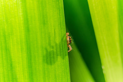 Close-up of insect on leaf