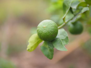 Close-up of fruits on tree