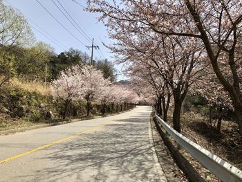 Empty road amidst trees against sky