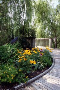 Pink flowers blooming in park