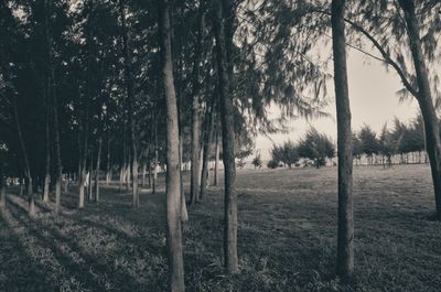 Trees on field in forest