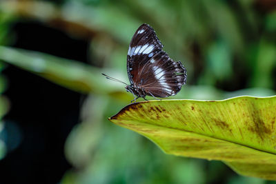 Close-up of butterfly on leaf