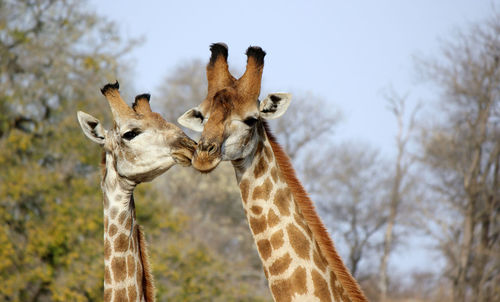 Giraffe in the wild, east africa