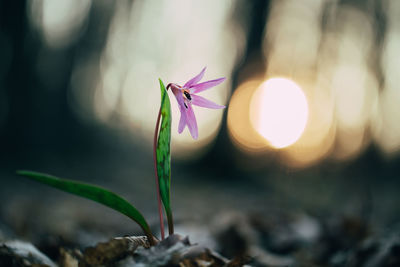 Close-up of pink flowering plant against blurred background