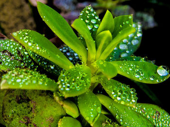 Close-up of wet plant