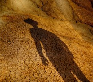 Close-up of lizard in desert