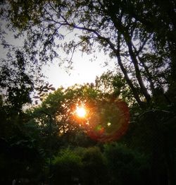 Close-up of trees against sky during sunset