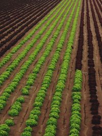 Panoramic shot of agricultural field