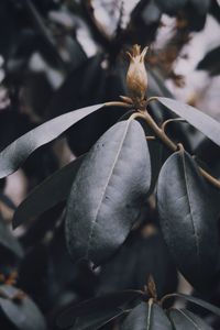 Close-up of fruit on plant