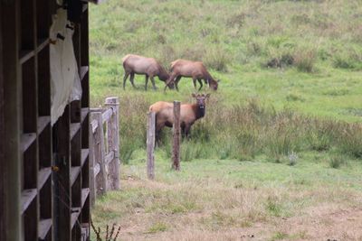 Horses on grass